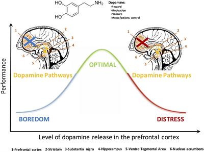 A Neuroergonomics Approach to Mental Workload, Engagement and Human Performance